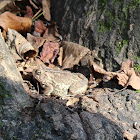 American Toad