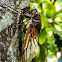 Cicada