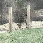 White-Tailed Deer