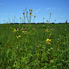 Yellow Coneflower