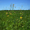 Yellow Coneflower