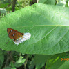 Chestnut Bob Butterfly