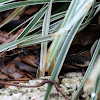 Southern Black Racer