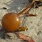 Giant bladder Kelp