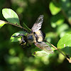 Bee-Like Robberfly(?)