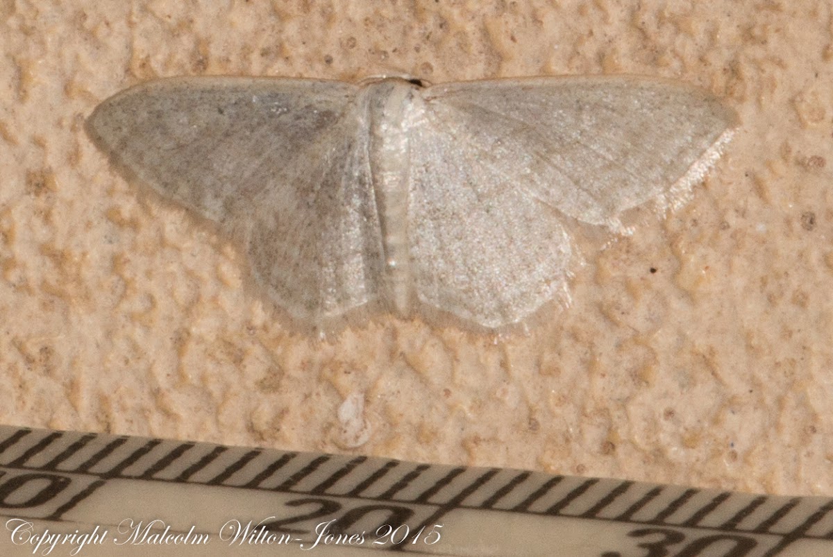 Geometrid moth