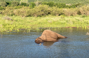 An elephant allegedly killed inside the Pongola Nature Reserve.