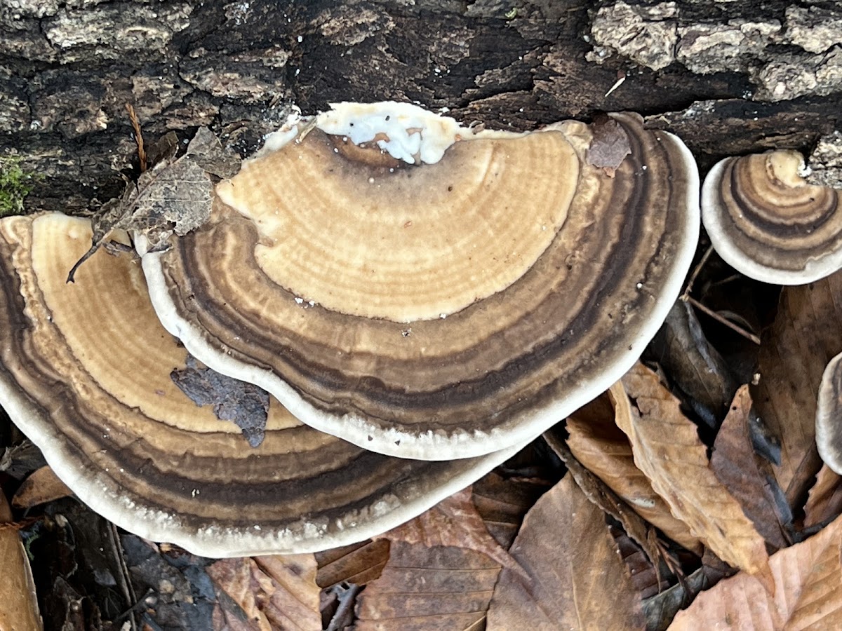 Bracket Fungi