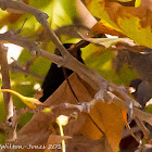 Blackbird; Mirlo Común