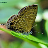 Common cerulean