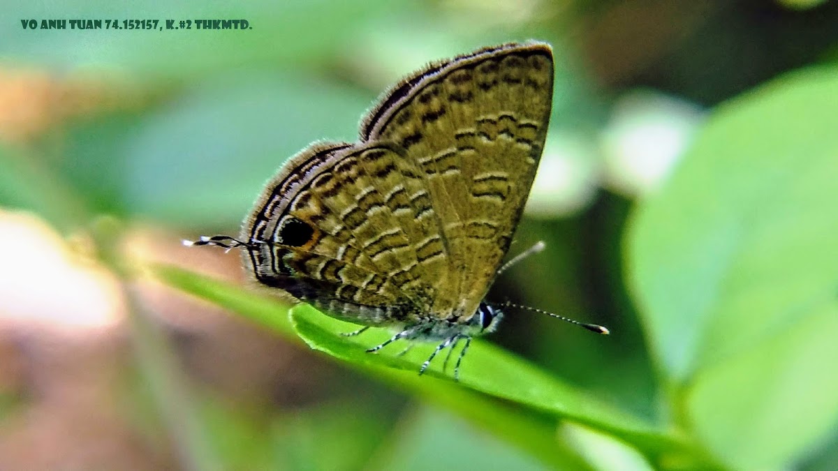 Common cerulean