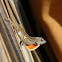 Brown Anole