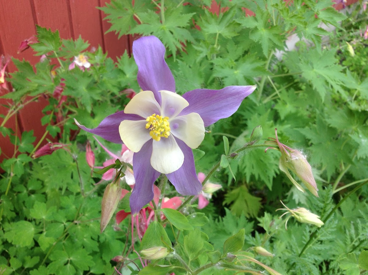 Columbine