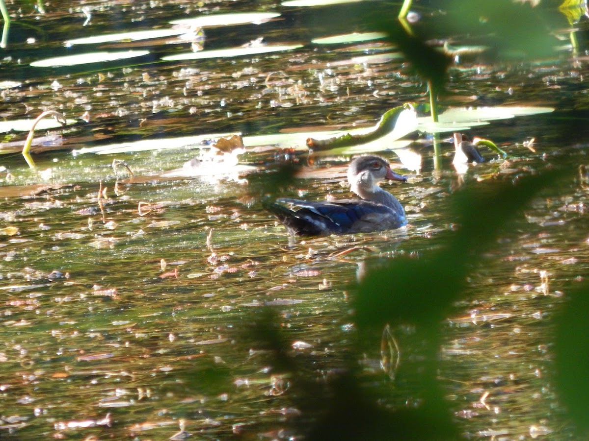 Wood Duck