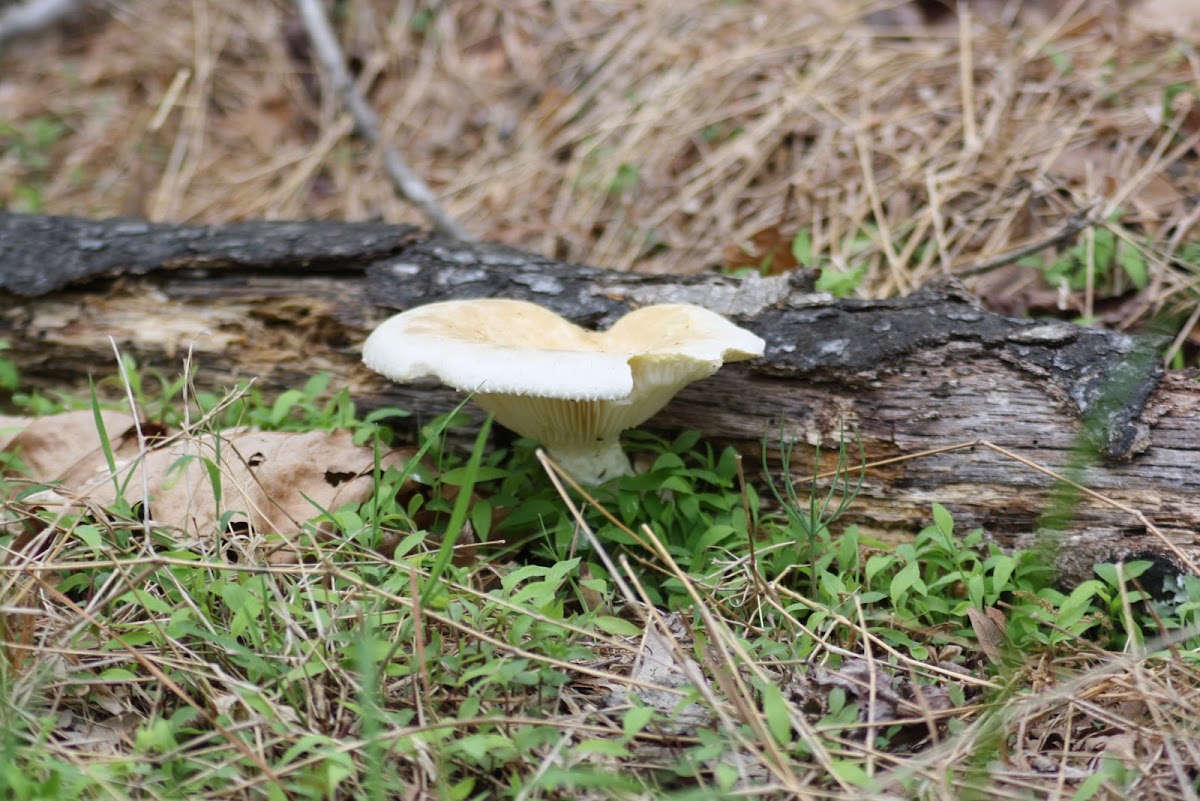 Mushroom Posted by Joel Neville