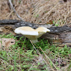 Mushroom Posted by Joel Neville