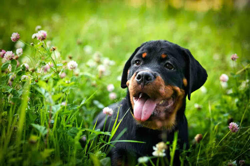 Rottweiler Wallpaper Free