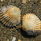 Spiny cockle (αγκαθομεθύστρα)