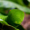 Swallowtail caterpillar