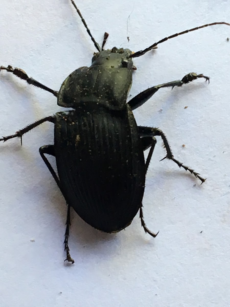 Notched-mouth Ground Beetle