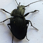 Notched-mouth Ground Beetle