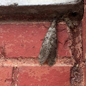 Eastern Dobsonfly female