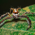 Male Two-striped jumper