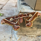 Silk Moth