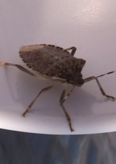 Stink bug