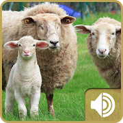 Sheep Sounds  Icon