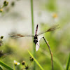 Four-spotted Pennant Dragonfly