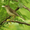 Jungle Prinia