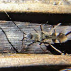 One-spotted Seed Bug