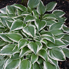 Hosta