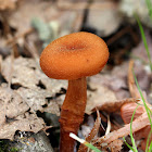 Laccaria Mushrooms