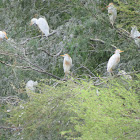 Cattle Egret