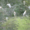 Cattle Egret