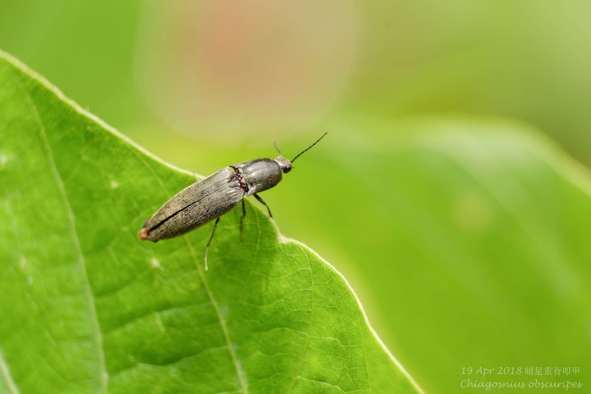 Chiagosnius obscuripes 暗足重脊叩甲