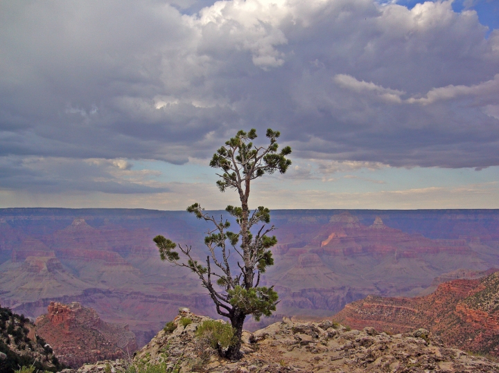 Lonely Tree di photofabi77