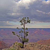 Lonely Tree di 