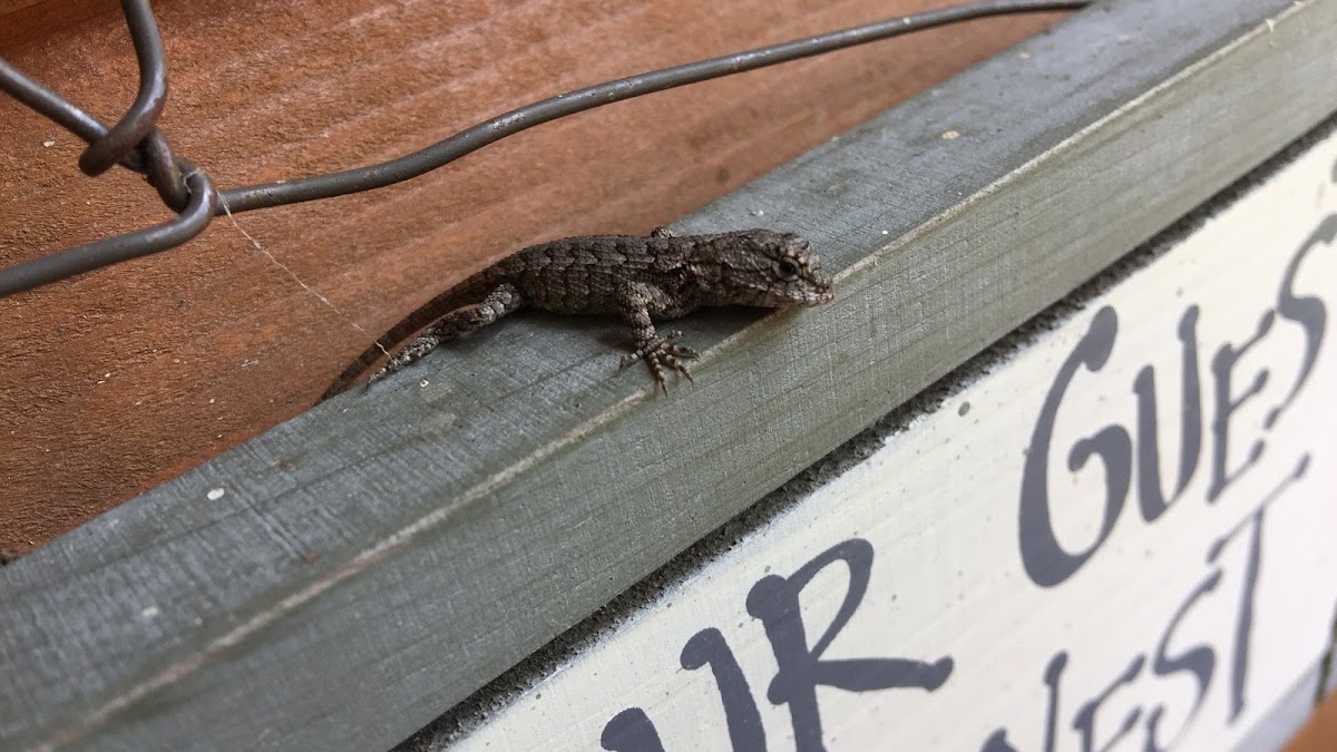 Eastern Fence Lizard