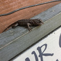 Eastern Fence Lizard