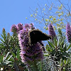 Mourning Cloak Butterfly