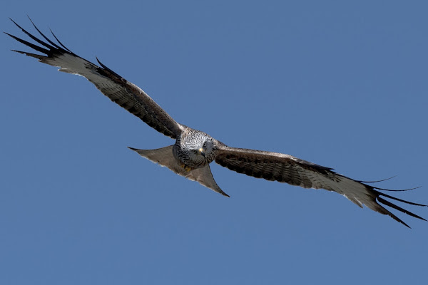 Red Kite di thomas_gutschi