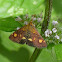 Common Purple & Gold moth