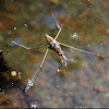 Common Water Strider