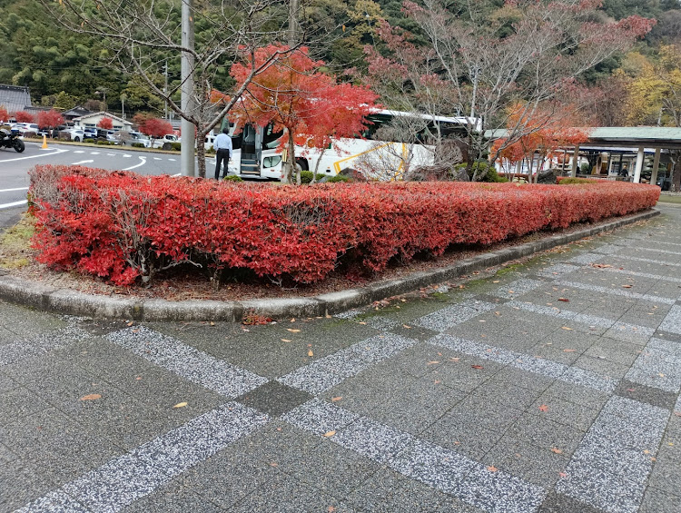 フィットの紅葉と愛車・紅葉ドライブ・秋・フィット･ハイブリッド・道の駅に関するカスタム事例の投稿画像4枚目
