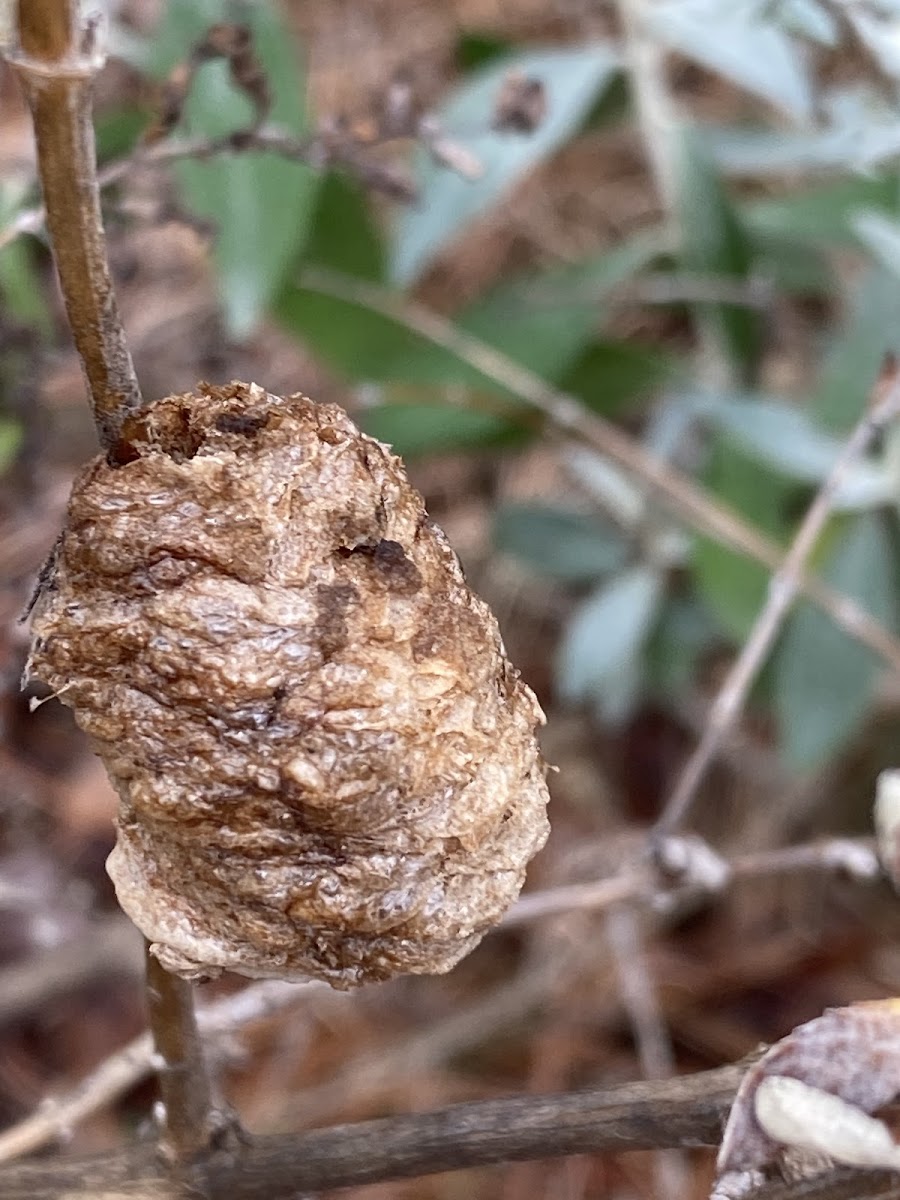 Chinese Mantis Ootheca