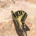 Swallowtail