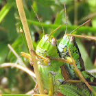 Green Mountain Grasshopper